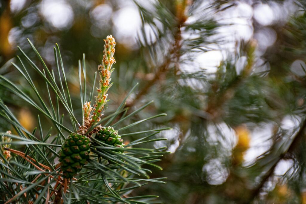 Detailed shot of a pine tree branch with needles and cones in a natural setting.